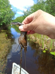 Macrobrachium acanthurus
