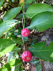 Glochidion littorale