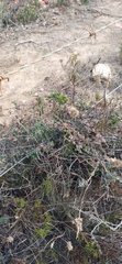 Tribolium hispidum