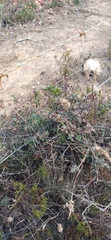 Tribolium hispidum