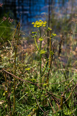Tordylieae