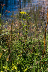 Tordylieae