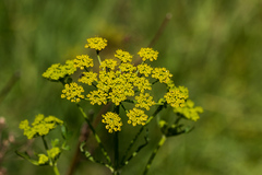 Tordylieae
