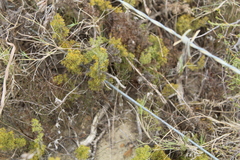 Thamnochortus fruticosus