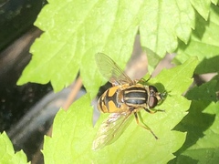 Helophilus pendulus