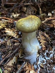 Cortinarius calaisopus