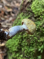 Cortinarius calaisopus