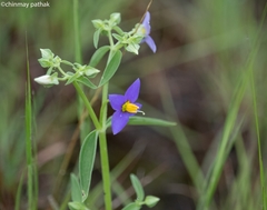 Exacum pedunculatum