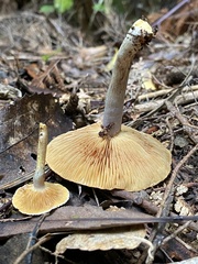 Cortinarius calaisopus