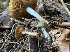 Cortinarius calaisopus