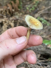 Cortinarius calaisopus
