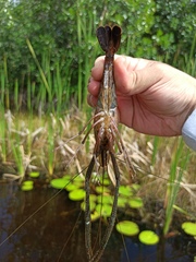 Macrobrachium acanthurus