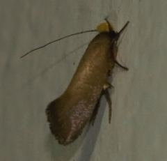 Lepidoptera