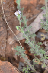 Vittadinia dissecta hirta