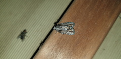 Etanna clopaea