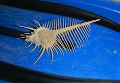 Murex pecten