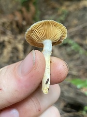 Cortinarius calaisopus