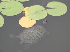 Trachemys scripta elegans