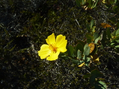 Dendromecon harfordii