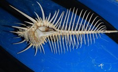 Murex pecten