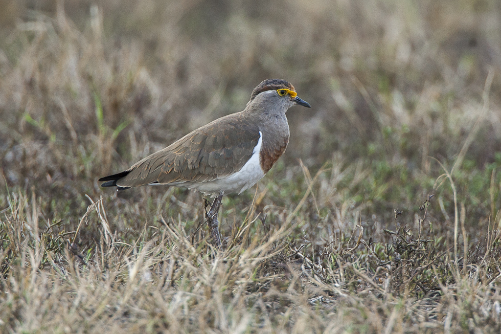 Brown-chested Lapwing photo
