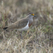 Brown-chested Lapwing - Photo (c) Francesco Veronesi, some rights reserved (CC BY-SA)