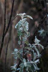 Buddleja glomerata