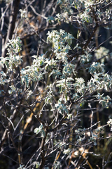 Buddleja glomerata