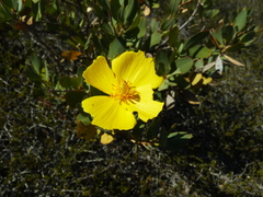 Dendromecon harfordii