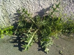 Cirsium vulgare vulgare