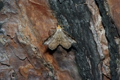 Macaria distribuaria