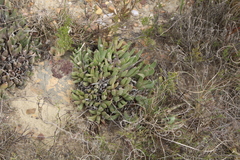 Acrodon
