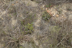 Acrodon