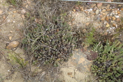 Acrodon