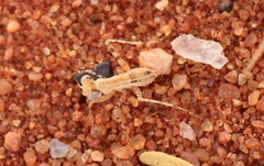 Ligariella