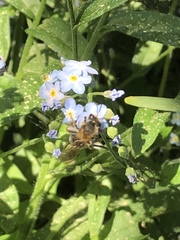 Andrena