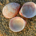 Cockles - Photo (c) Tamsin Carlisle, some rights reserved (CC BY-NC-SA)