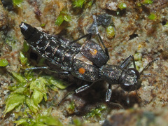 Stenus longipes