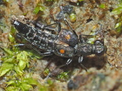 Stenus longipes