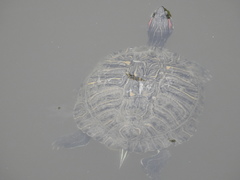 Trachemys scripta elegans