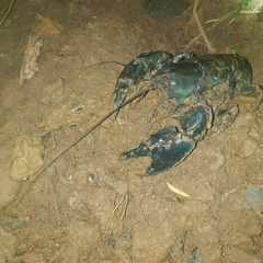 Euastacus valentulus