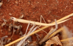 Episcopomantis chalybea