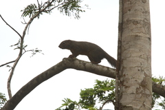 Heliosciurus rufobrachium