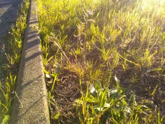 Poa bulbosa vivipara