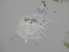 Trachemys scripta elegans