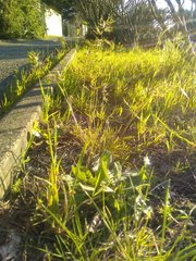 Poa bulbosa vivipara