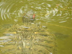 Trachemys scripta elegans