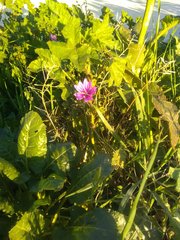 Malva sylvestris sylvestris