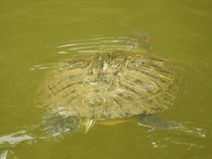 Trachemys scripta elegans