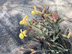 Acmispon neomexicanus